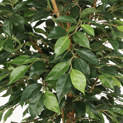 Ficus artificiel simple