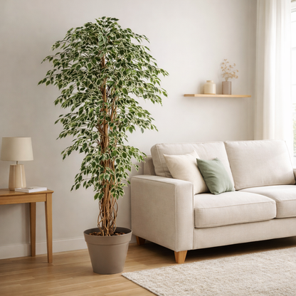Ficus artificiel panaché