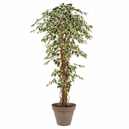 Ficus artificiel panaché