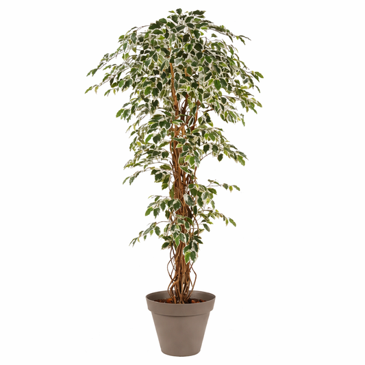 Ficus artificiel panaché